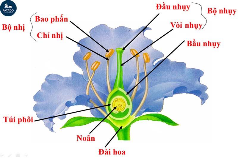 Bỏ túi ngay từ vựng tiếng Anh về hoa siêu hấp dẫn Word-image-247